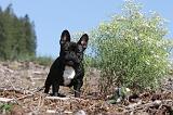 BOULEDOGUE FRANCAIS 097